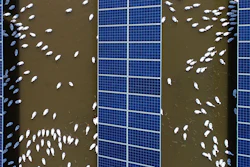 In this June 14, 2018, photo, ducks swim underneath the solar panels built on a duck farm in Binzhou in east China's Shandong province.