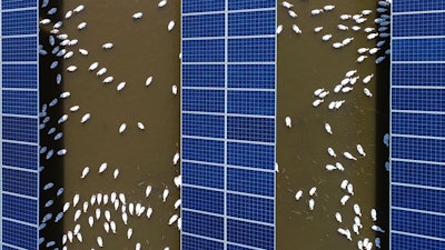 In this June 14, 2018, photo, ducks swim underneath the solar panels built on a duck farm in Binzhou in east China's Shandong province.