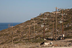 In this Thursday , Aug. 9, 2018, photo goats stand in front of electric poles on the Aegean island of Tilos, Greece.