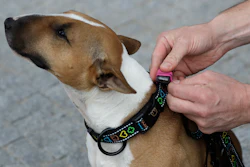 Czech entrepreneur Robert Hasek attaches a doggy fitness tracker to the collar of his pet bull terrier, during a demonstration in Prague, Czech Republic, Friday, Aug. 10, 2018.