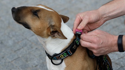 Czech entrepreneur Robert Hasek attaches a doggy fitness tracker to the collar of his pet bull terrier, during a demonstration in Prague, Czech Republic, Friday, Aug. 10, 2018.