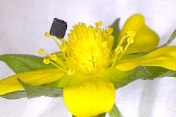 Researchers from the Virginia Tech College of Engineering and Lawrence Livermore National Laboratory have developed a novel process to 3D print graphene, one of the strongest materials ever tested, at a higher resolution that was an order of magnitude greater than ever printed before.
