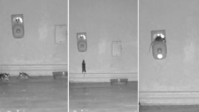 This photo of three images taken from October 2017 video produced by Sierra Research Laboratories shows mice congregated around and climbing on a device that was supposed to scare them away.