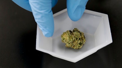 In this Wednesday, Aug. 22, 2018, photo, a marijuana sample is set aside for evaluation at Cannalysis, a cannabis testing laboratory, in Santa Ana, Calif. Nearly 20 percent of the marijuana and marijuana products tested in California for potency and purity have failed, according to state data provided to The Associated Press.