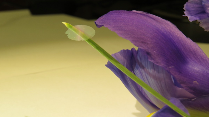 A piece of nanocardboard balancing on an iris leaf.