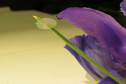 A piece of nanocardboard balancing on an iris leaf.