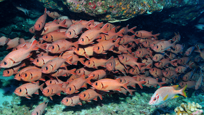 I Stock Fish