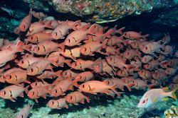 I Stock Fish