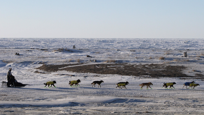 In this March 16, 2016, file photo, Mats Pettersson of Sweden mushes along the Bering Sea coast outside Nome, Alaska.