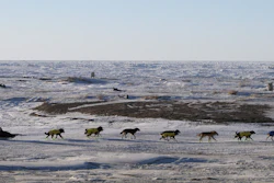In this March 16, 2016, file photo, Mats Pettersson of Sweden mushes along the Bering Sea coast outside Nome, Alaska.