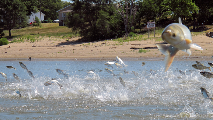 In this June 13, 2012, file photo, Asian carp, jolted by an electric current from a research boat, jump from the Illinois River near Havana, Ill.