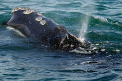 In this March 28, 2018, file photo, a North Atlantic right whale feeds on the surface of Cape Cod bay off the coast of Plymouth, Mass.