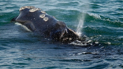 In this March 28, 2018, file photo, a North Atlantic right whale feeds on the surface of Cape Cod bay off the coast of Plymouth, Mass.