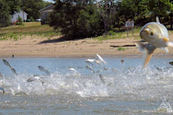 In this June 13, 2012, file photo, Asian carp, jolted by an electric current from a research boat, jump from the Illinois River near Havana, Ill.