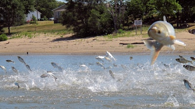 In this June 13, 2012, file photo, Asian carp, jolted by an electric current from a research boat, jump from the Illinois River near Havana, Ill.