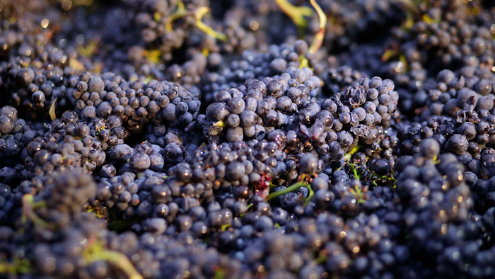 In this Friday, Aug. 29, 2014 file photo, Pinot Noir grapes just picked are shown in a bin in Napa, Calif. The Environmental Protection Agency is rejecting legal challenges by environmental groups seeking a ban of a pesticide linked to brain damage in children. The EPA’s defense Thursday comes in response to an environmental group’s federal court fight to force the agency to ban the pesticide chlorpyrifos.