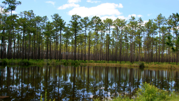 Okefenokee National Wildlife Refuge.