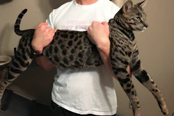 In this Sept. 13, 2017, file photo, William Powers holds his cat Arcturus Aldebaran Powers in Farmington Hills, Mich. Two record-setting cats, Arcturus Aldebaran Powers and Cygnus Regulus Powers, that were living outside Detroit, were killed in a house fire two years ago and now their owners are blaming the maker of a massage chair for the blaze. In a lawsuit filed in U.S. District Court on Tuesday, July 16, 2019, William and Lauren Powers of Farmington Hills are seeking more than $1 million in damages from Fremont, Calif.-based American Crocodile International Group Inc.