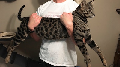 In this Sept. 13, 2017, file photo, William Powers holds his cat Arcturus Aldebaran Powers in Farmington Hills, Mich. Two record-setting cats, Arcturus Aldebaran Powers and Cygnus Regulus Powers, that were living outside Detroit, were killed in a house fire two years ago and now their owners are blaming the maker of a massage chair for the blaze. In a lawsuit filed in U.S. District Court on Tuesday, July 16, 2019, William and Lauren Powers of Farmington Hills are seeking more than $1 million in damages from Fremont, Calif.-based American Crocodile International Group Inc.