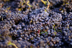 In this Friday, Aug. 29, 2014 file photo, Pinot Noir grapes just picked are shown in a bin in Napa, Calif. The Environmental Protection Agency is rejecting legal challenges by environmental groups seeking a ban of a pesticide linked to brain damage in children. The EPA’s defense Thursday comes in response to an environmental group’s federal court fight to force the agency to ban the pesticide chlorpyrifos.