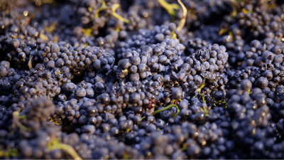 In this Friday, Aug. 29, 2014 file photo, Pinot Noir grapes just picked are shown in a bin in Napa, Calif. The Environmental Protection Agency is rejecting legal challenges by environmental groups seeking a ban of a pesticide linked to brain damage in children. The EPA’s defense Thursday comes in response to an environmental group’s federal court fight to force the agency to ban the pesticide chlorpyrifos.