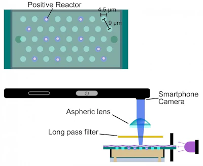 The virus-containing cavities are 4.5 micrometers across and 9 micrometers apart.
