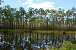 Okefenokee National Wildlife Refuge.