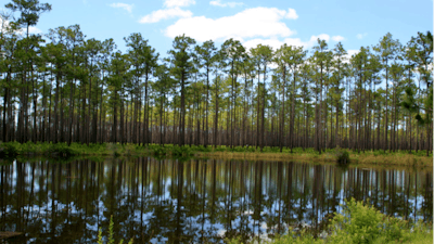 Okefenokee National Wildlife Refuge.