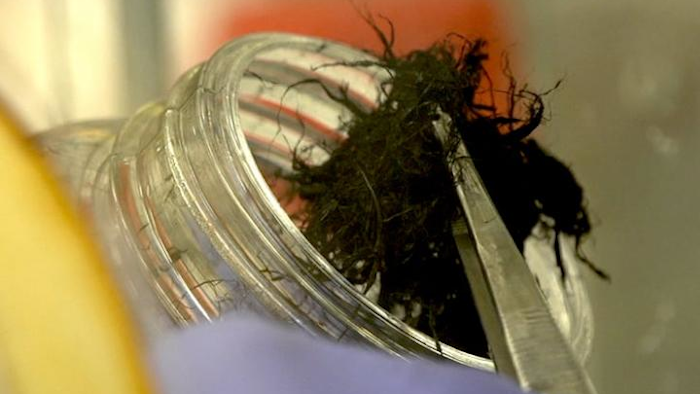 Researchers at Texas Heart Institute and Rice University have confirmed that flexible, conductive fibers made of carbon nanotubes can bridge damaged tissue to deliver electrical signals and keep hearts beating despite congestive heart failure or dilated cardiomyopathy or after a heart attack.
