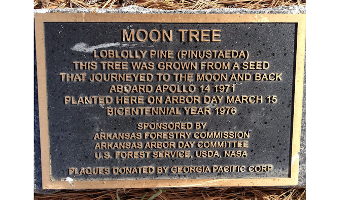 Moon Tree