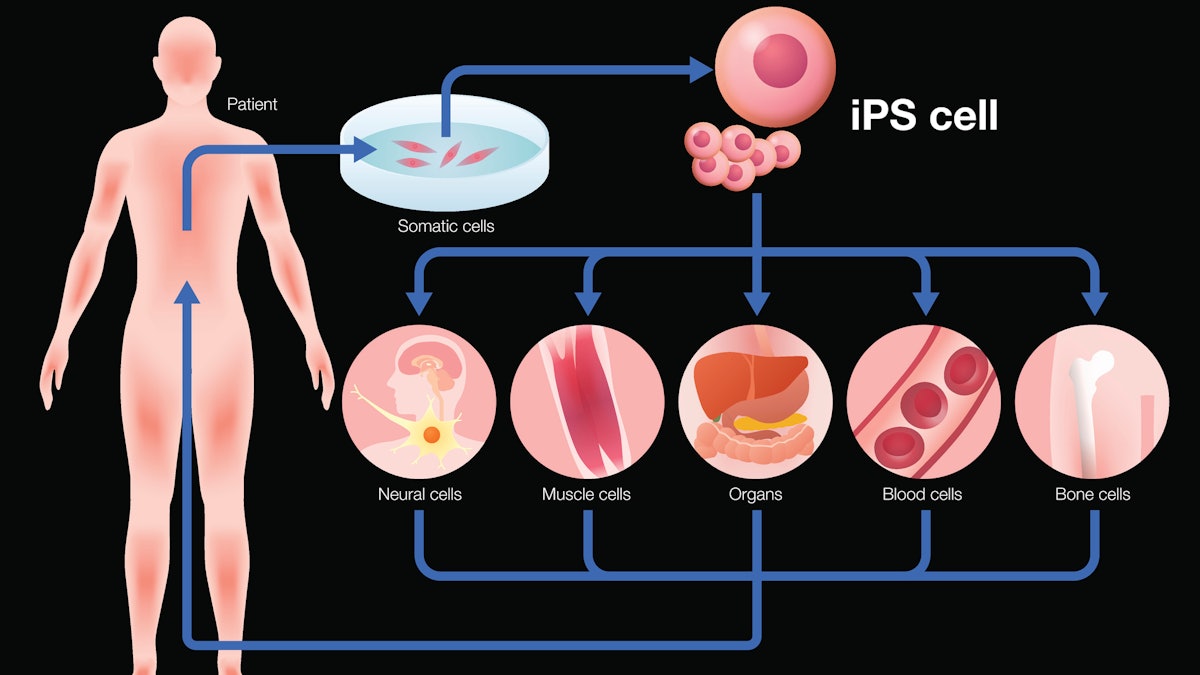 Stem Cells Could Regenerate Organs Design And Development Today 2931