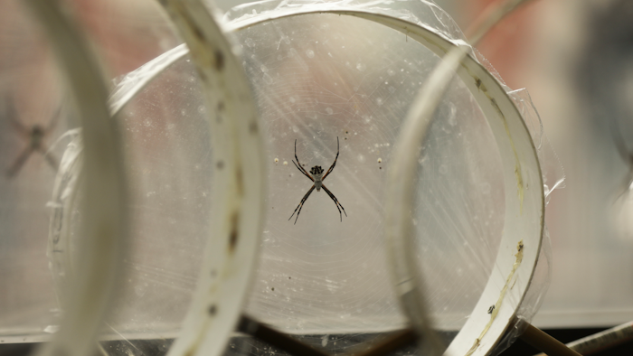 Silver garden spider spiders (Argiope argentata) sit in their webs at Cheryl Hayashi's lab at the American Museum of Natural History in New York. Spider silks all start out the same: a wad of goo, akin to rubber cement or thick honey, as Hayashi describes it. Spiders make and stash it in a gland until they want to use the silk. Then, a narrow nozzle called a spigot opens. And as the goo flows out, it morphs into a solid silk strand that is weaved with other strands emerging from other spigots.
