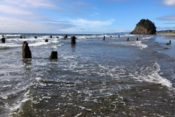 A 'ghost forest' of Sitka spruces, likely buried by tsunami debris following an earthquake some 2,000 years ago, on a beach in Neskowin, Ore., Aug. 1, 2019