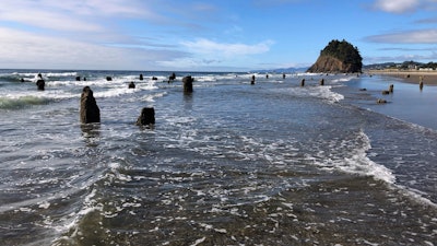 A 'ghost forest' of Sitka spruces, likely buried by tsunami debris following an earthquake some 2,000 years ago, on a beach in Neskowin, Ore., Aug. 1, 2019