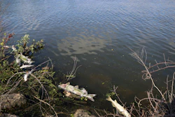 In this Thursday, Aug. 15, 2019, photo, several dead fish float along the bank of Burns Ditch near the Portage Marina in Portage, Ind.