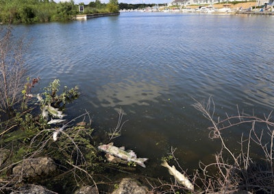 In this Thursday, Aug. 15, 2019, photo, several dead fish float along the bank of Burns Ditch near the Portage Marina in Portage, Ind.
