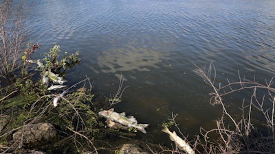 In this Thursday, Aug. 15, 2019, photo, several dead fish float along the bank of Burns Ditch near the Portage Marina in Portage, Ind.