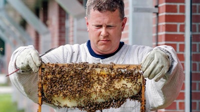 In this Aug. 5. 2019 photo, beekeeper Jonathan Beale, looks over a comb as he relocates bees to an indoor observation hive in a classroom at Combee Academy of Design and Engineering in Lakeland, Fla.