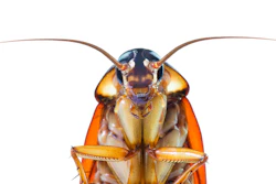 Cockroach