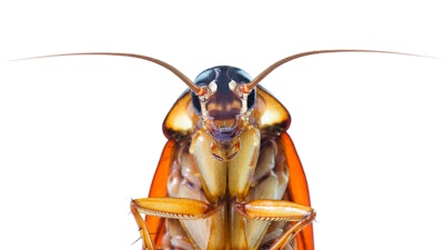 Cockroach