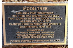 Moon Tree