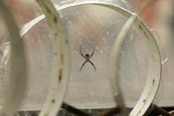Silver garden spider spiders (Argiope argentata) sit in their webs at Cheryl Hayashi's lab at the American Museum of Natural History in New York. Spider silks all start out the same: a wad of goo, akin to rubber cement or thick honey, as Hayashi describes it. Spiders make and stash it in a gland until they want to use the silk. Then, a narrow nozzle called a spigot opens. And as the goo flows out, it morphs into a solid silk strand that is weaved with other strands emerging from other spigots.