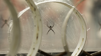 Silver garden spider spiders (Argiope argentata) sit in their webs at Cheryl Hayashi's lab at the American Museum of Natural History in New York. Spider silks all start out the same: a wad of goo, akin to rubber cement or thick honey, as Hayashi describes it. Spiders make and stash it in a gland until they want to use the silk. Then, a narrow nozzle called a spigot opens. And as the goo flows out, it morphs into a solid silk strand that is weaved with other strands emerging from other spigots.