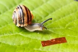 Photo of the snail robot next to a garden banded snail (Cepaea hortensis).