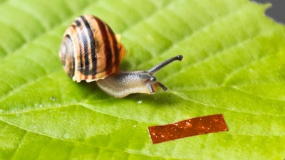 Photo of the snail robot next to a garden banded snail (Cepaea hortensis).