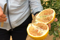 Tracy Kahn, curator of the Citrus Variety Collection at the University of California-Riverside, shows a sampling of fruit grown on the site in Riverside, Calif., Thursday, Sept. 26, 2019.