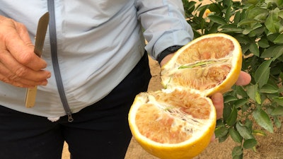 Tracy Kahn, curator of the Citrus Variety Collection at the University of California-Riverside, shows a sampling of fruit grown on the site in Riverside, Calif., Thursday, Sept. 26, 2019.