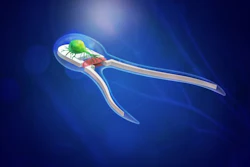 This is an artist rendering of a new generation of biobots -- soft robotic devices powered by skeletal muscle tissue stimulated by on-board motor neurons.