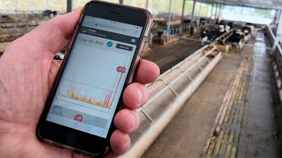 In this photo taken on Wednesday, Aug. 28, 2019, project manager Duncan Forbes holds a smartphone showing biometric data on his cows at Agri-EPI Centre, a dairy development center in Shepton Mallet, England. The bovine residents of the British agricultural technology research center are wearing next generation mobile technology aimed at helping make dairy farming more efficient.