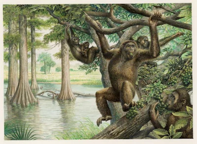 Rudapithecus was pretty ape-like and probably moved among branches like apes do now -- holding its body upright and climbing with its arms. However, it would have differed from modern great apes by having a more flexible lower back, which would mean when Rudapithecus came down to the ground, it might have had the ability to stand upright more like humans do.